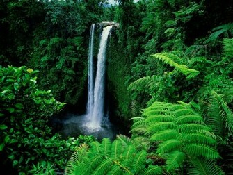 Green Forest With Waterfalls HD Wallpaper