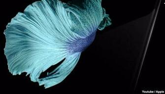 Siamese Fighting Fish Image In iPhone 6s Wallpaper Came From The