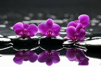 Still Life Computer Wallpaper Desktop Background Id