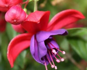 And Fuschia Cake Ideas Designs