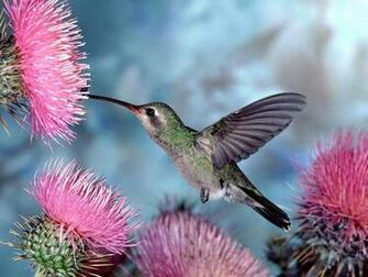 Humming Bird Pink Flower Wallpaper Birds