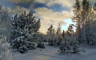 Nice Winter Trees Snowy Field Wallpaper