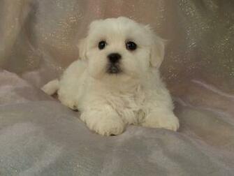 Bichon Shih Tzu For Wallpaper