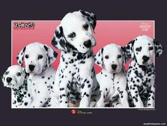 Dalmatians Wallpaper On