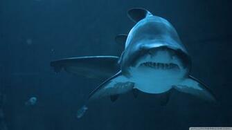 Bull Shark HD Wallpaper Baltana