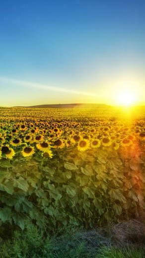 Fields Of Sunflowers Wallpaper iPhone