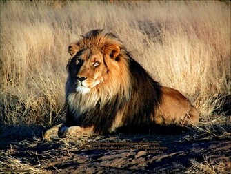 Wallpaper Lion Of The Tribe Judah