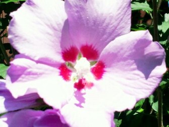 Pretty Purple And Pink Flower Wallpaper