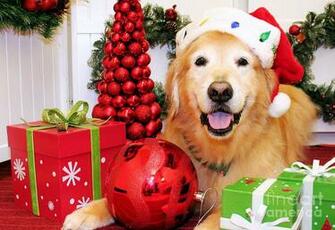 Pin Golden Retriever Portrait HD Desktop Wallpaper High Definition On