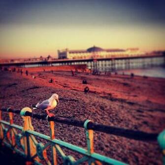 Seagull On Brighton Esplanade With The Palace Pier In