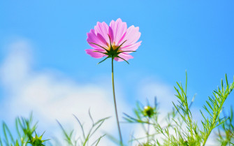 Wallpaper Cosmos Pink Flower Spring 4k