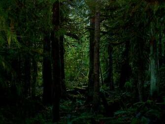 Dark Forest All Kinds Of Wallpaper Imgstocks