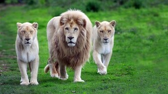 Lions HD Desktop Wallpaper Jpg