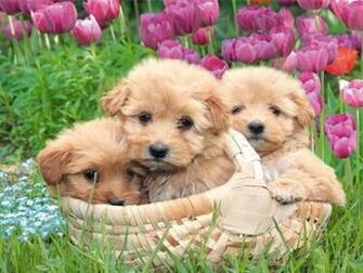 Puppy Screensaver Screensavers