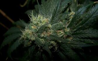 Marijuana Plants Wallpaper