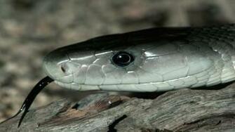 Black Snake Wallpaper HD Jpg