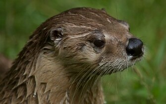 Sea Otter Wallpaper