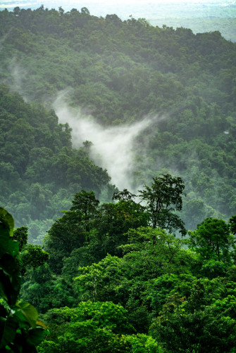 Stunning Rainforest Pictures HD Image On