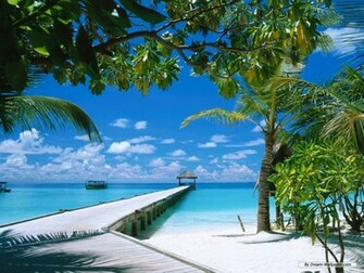 Wallpaper Nature Beach Trees