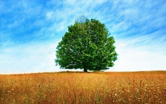 Lone Tree Wallpaper