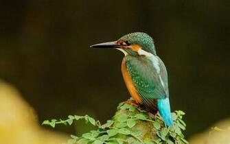 Wallpaper Fair Beautiful Birds HD