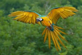 Beautiful Birds Wallpaper Desktop Zone