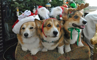 Christmas Corgis