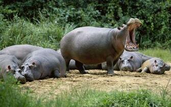 Hippopotamus HD Desktop Wallpaper 7wallpaper Net