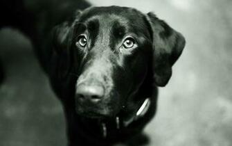 Black Labrador Wallpaper