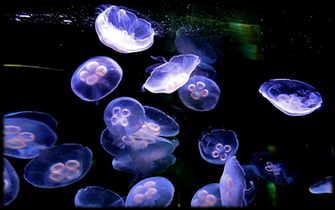 Who Wants My Jellyfish By Pomprint