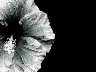 Black Orchid Wallpaper