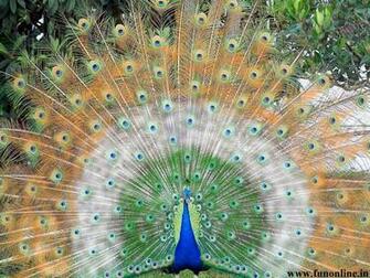 Peacock Wallpaper Indian National Bird