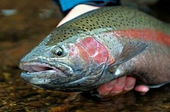 Rainbow Trout Portrait