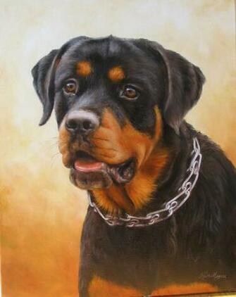 Large Rottweiler Breeders For