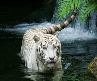 White Tiger Live Wallpaper Android Apps On Google Play