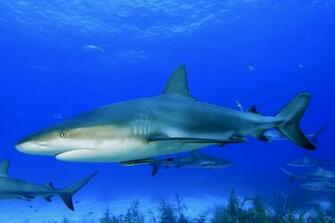 Sharks Wallpaper HD iPhone Shark