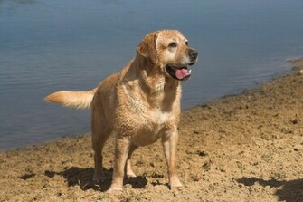 M Rk Gul Labrador Retriever Vektor