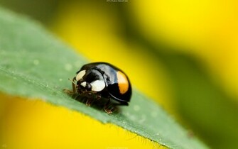 You Are Ing A Bugs Wallpaper