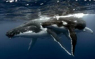 Blue Whale Wallpaper