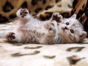 Adorable Cat Wallpaper Group