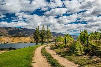 Vineyard Computer Wallpaper Desktop Background Id