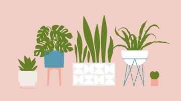 House Plant August Calendar Wallpaper Sarah Hearts