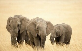 Elephants Wallpaper World Top Best HD Desktop