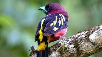 Small Bird Wallpaper Couple Beautiful