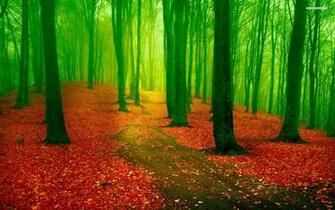 Red Leaf Carpet Green Forest Wallpaper
