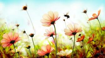 Summer Flowers Wallpaper Net