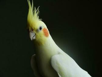 Cockatiel By Nacion33
