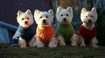 Westie Dog Wallpaper App For Android