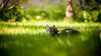 Wallpaper Cat Grass Tree Shadow Lie Hide Full HD 1080p