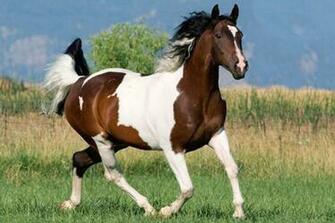 Pin American Paint Horse Wallpaper UImageorg